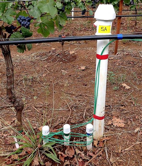 hardness test for vines|vineyard nutrient testing.